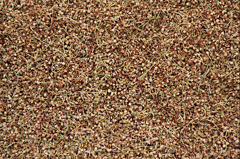 Grains germés de sorgho (Cl. Alexandre Magot)